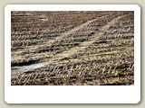 DSC_6283_Wijchen, Gelderland