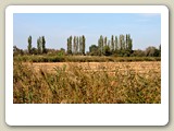 DSC_8840_In de Camargue (Frankrijk)