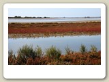 DSC_8907_In de Camargue (Frankrijk)