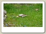 DSC_0460_Een mislukte leucistische mus bij ons in de tuin in Akersloot