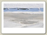 Foto's 2013 921_Sneeuwrand in de sloot van de Wagnerlaan in Akersloot (Nederland)
